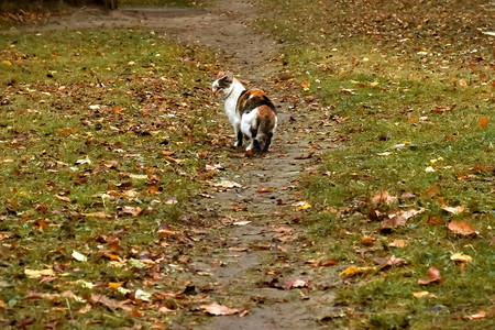 猫在秋叶间的小路上行走图片