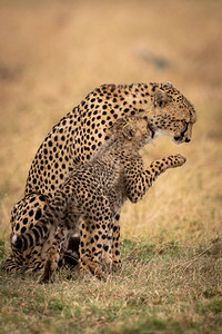 猎豹幼崽用鼻子蹭妈并抬起爪子图片