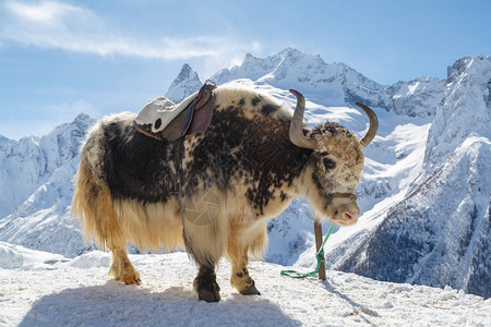 白黑牦牛站在白雪皑的高加索山脉背景下图片