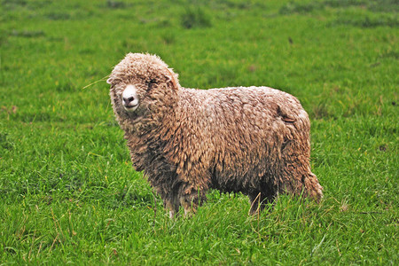 凝视着田野的孤羊图片
