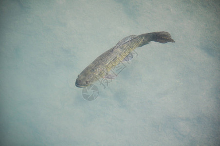 阿根廷帕拉纳河沿岸的虎鱼Hopliasmalaba图片