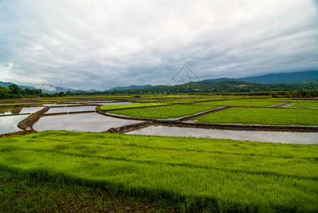 稻田秋天在泰国图片