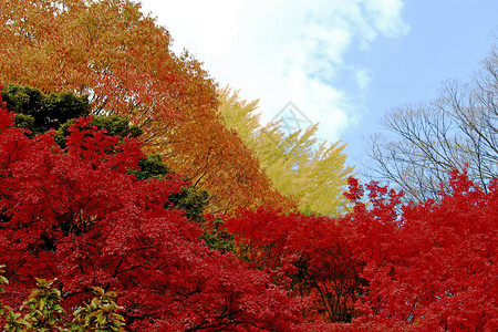 红叶之森背景图片