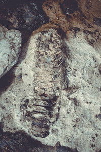 石头上的化石照片图片