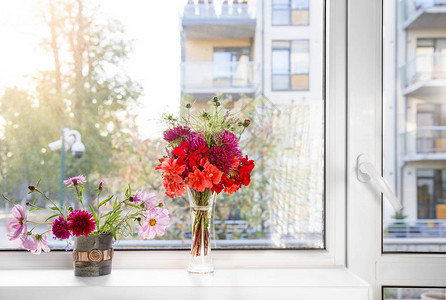 两束秋红紫花紫菀秋海棠波斯菊kosmeja天竺葵蓟在白色窗台上图片