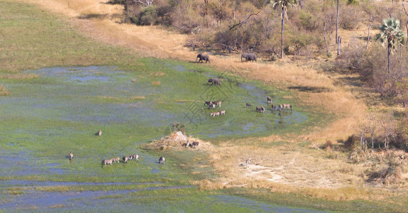 Okavango三角洲博茨瓦纳奥卡万戈三角洲大象和斑图片
