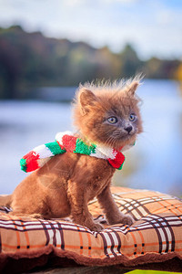带着彩色围巾散步的小猫小猫在走路宠物与动物的秋天照片蓬松的烟熏猫图片
