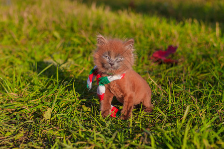 带着彩色围巾散步的小猫小猫在走路宠物与动物的秋天照片蓬松的烟熏猫图片