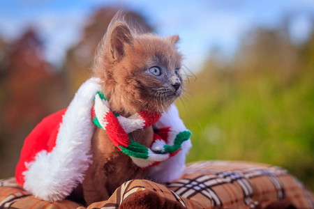 带着彩色围巾和圣诞帽散步的小猫小猫在宠物与动物的秋天照片蓬松的烟熏猫图片