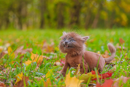 小猫在草地上散步小猫在宠物与动物的秋天照片蓬松的烟熏猫图片