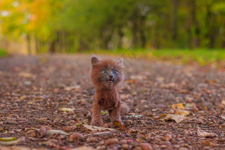 小猫在路上散步小猫在宠物与动物的秋天照片蓬松的烟熏猫图片