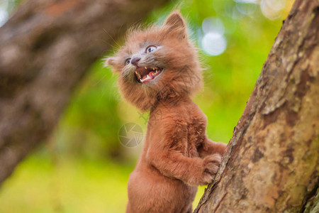小猫坐在树上小猫在宠物与动物的秋天照片蓬松的烟熏猫图片