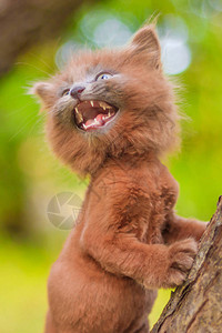 小猫坐在树上小猫在宠物与动物的秋天照片蓬松的烟熏猫图片