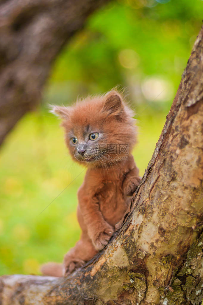 小猫坐在树上小猫在走路宠物与动物的秋天照片蓬松的烟熏猫图片