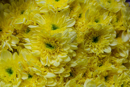 黄色的菊花背景市场中的花朵图片