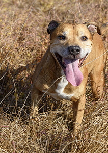 美国棕褐色斗牛犬狗跑并用长的图片