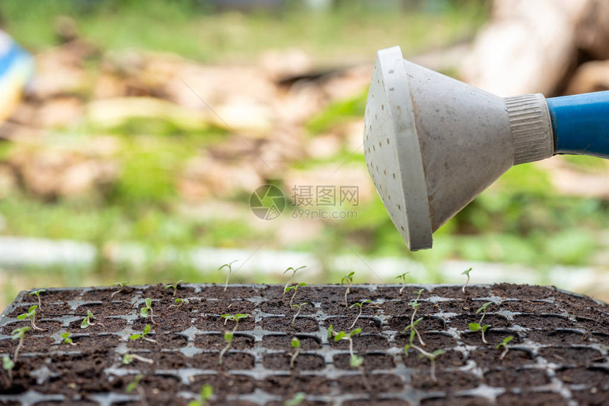 水能倒在土壤托盘中小图片