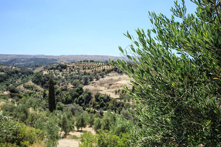 克里特岛的橄榄种植园图片