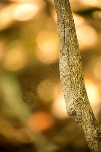 叶尾壁虎Uroplatushenkelii图片