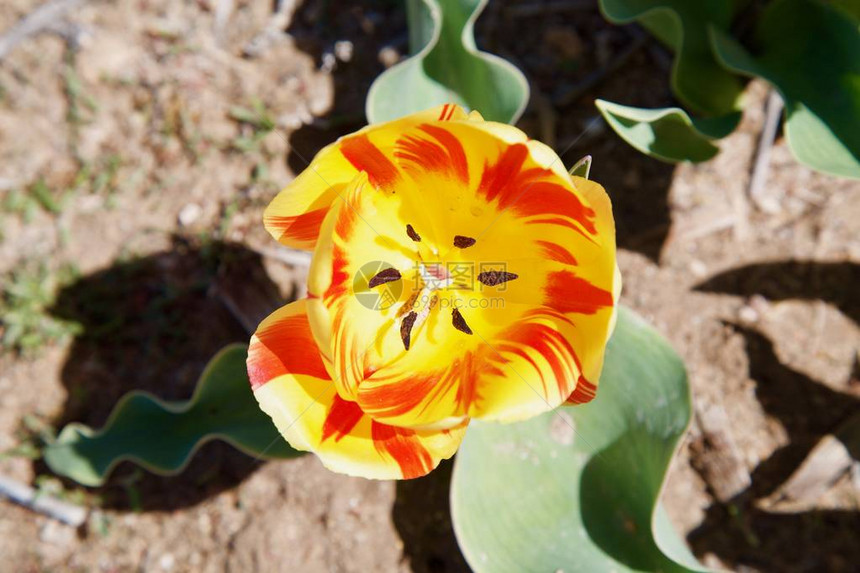 郁金香花美丽的郁金香花束五颜六色的郁金香春天花园里的郁图片
