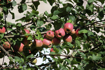 一棵树上的苹果水图片