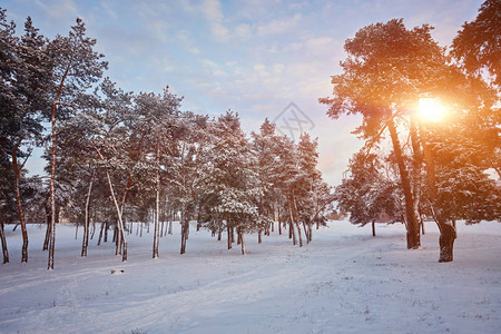 在松树林公园的冬日图片