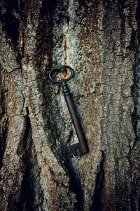 古代树皮上的铁钥匙,比喻背景图片