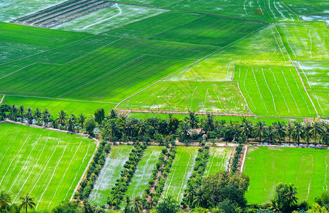 越南农村的绿色稻田在汛期从美丽的景色中升起图片