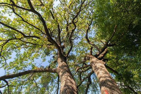 树顶视图从地上看树顶长的树干汇聚在一个点上在树枝间可以看图片