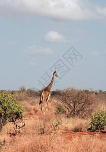 肯尼亚TsavoEastGira图片