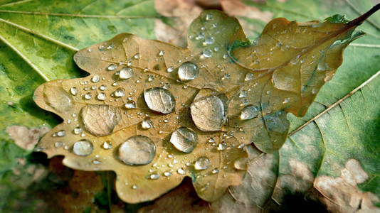 水滴中的橡树叶特写图片