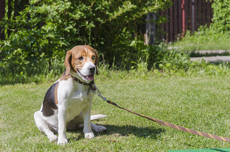 英语Beagle一种血猎狗的品种在图片