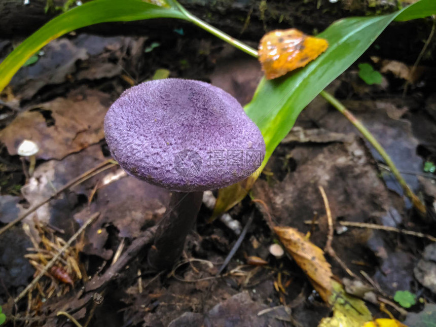 秋天森林密闭时的紫花蘑菇AgaricusVio图片