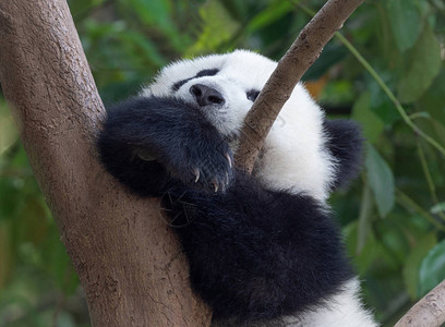 睡觉的大熊猫宝图片