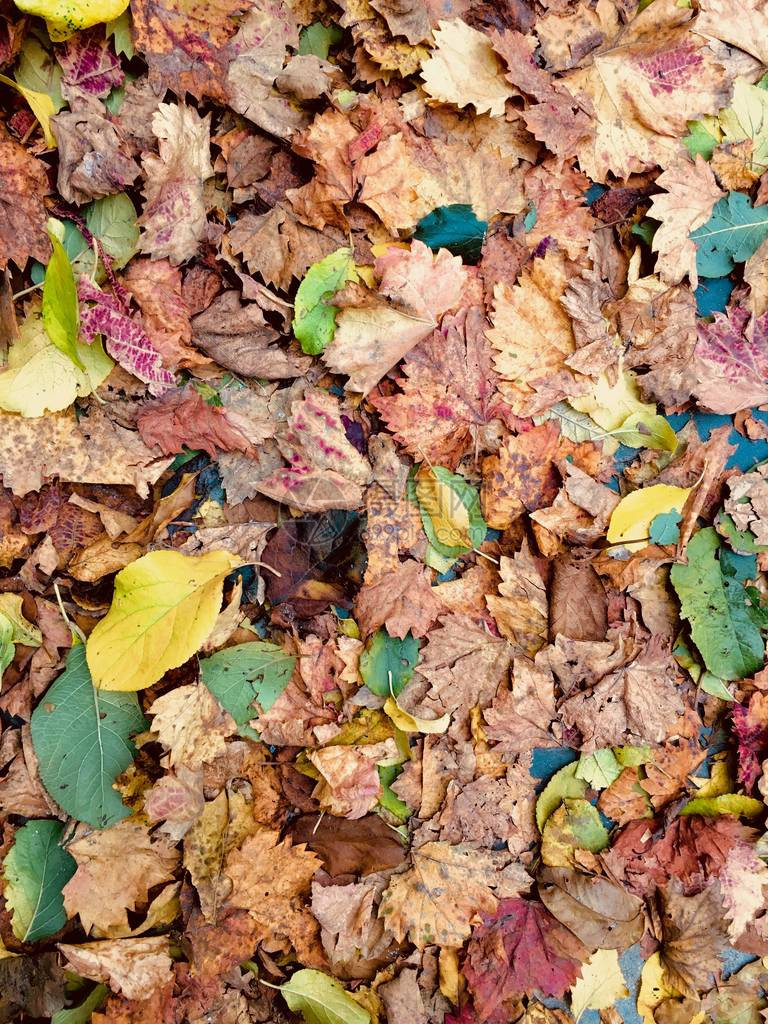 的秋天五彩的棕绿黄枫梨树葡萄叶躺在草地上为设计或装饰概念模拟秋季自然纹理背景从图片