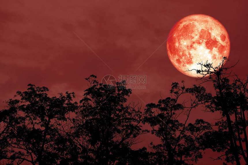红月的红色血月背影树夜红天空由美国航天局提图片