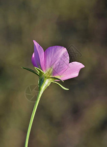 春时在休斯顿草原上发现的MeadowPinks野图片