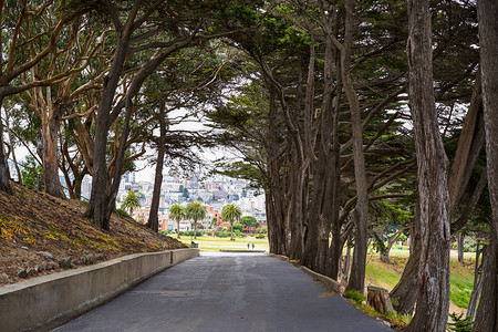 长着高树的巷子美国加利福尼亚州图片