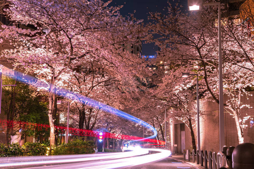 樱桃在日本东京的Sakurazak图片