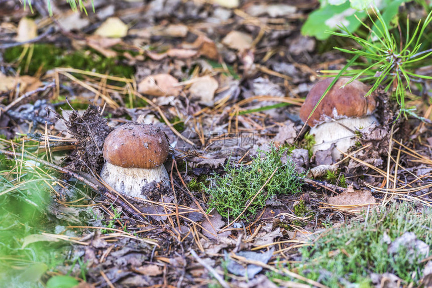 秋叶中的白蘑菇图片