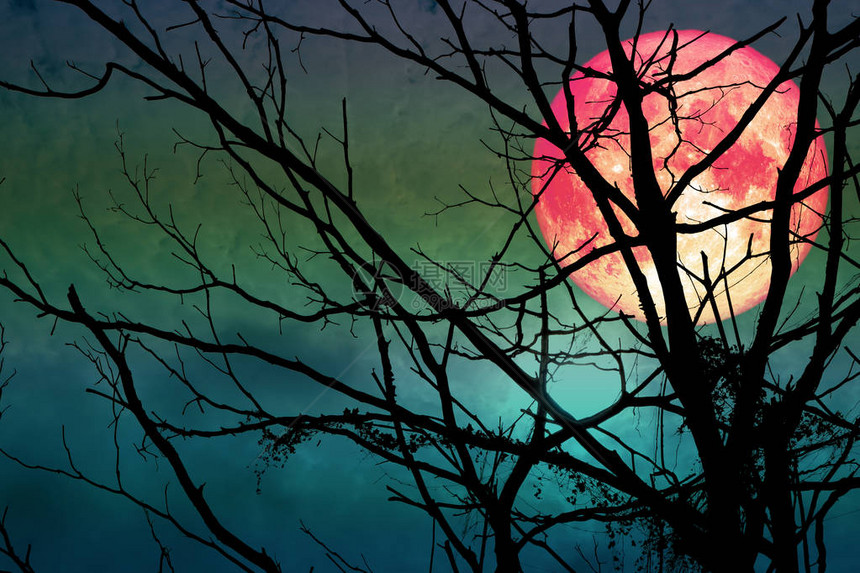 海狸月亮在干树枝的阴影下漂浮在天空上图片