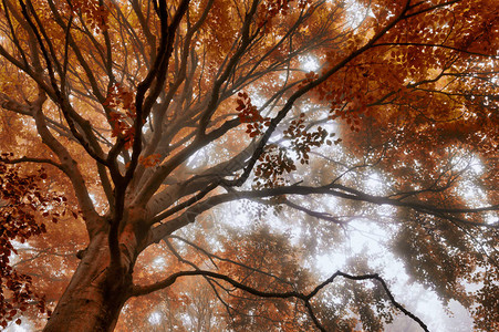 树林里的雾气弥漫树木和秋天的色彩图片
