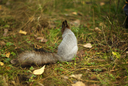 青灰色的松鼠在浅灰色冬季毛皮中图片