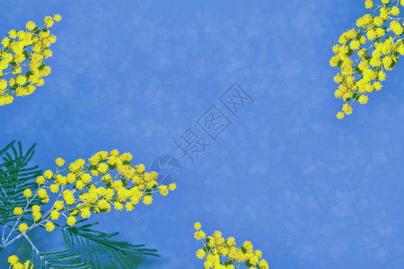 黄色春天的花丛含羞草花卉背景图片