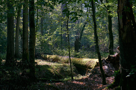 波兰欧洲比亚洛威扎森林前方灰图片