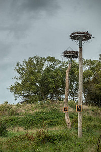 Zwin自然保护区和鸟类保护区两座山杆上的两个巢图片