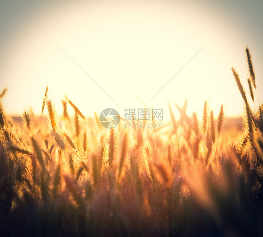 看夕阳下田野上的麦穗图片