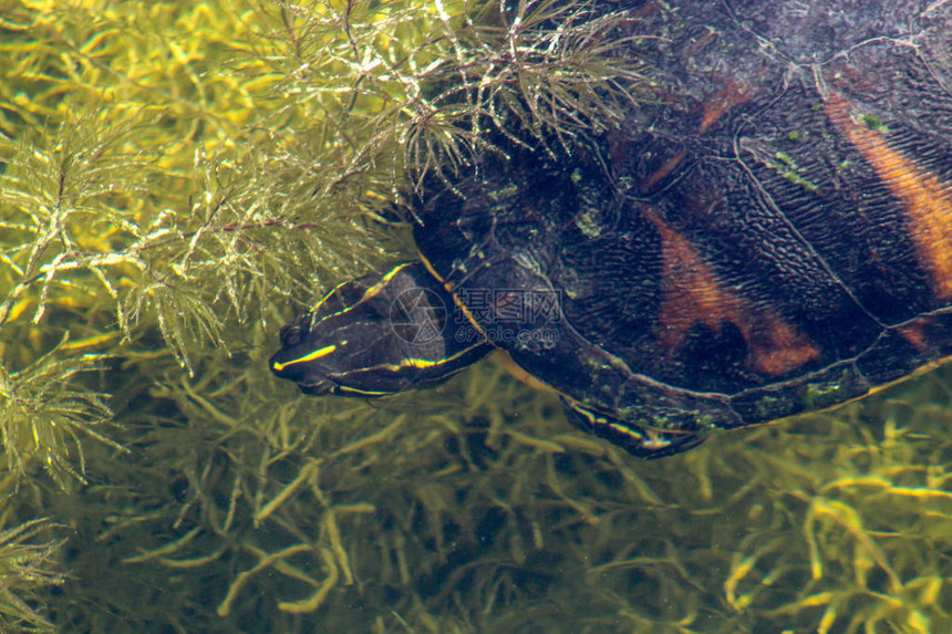 佛罗里达红腹乌龟或佛罗里达红腹龟是Emydidae家族图片
