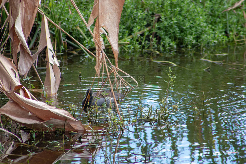 常见的moorhenGallinula氯pus又称水和沼泽鸡是Rallidae家族的图片