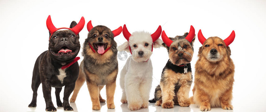 五只可爱的小狗穿着红色魔鬼角的红魔角为万圣节祈图片